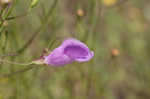 San Antonio false foxglove